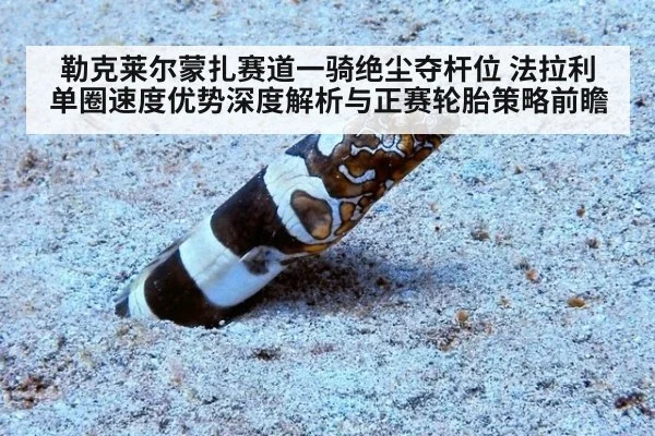勒克莱尔蒙扎赛道一骑绝尘夺杆位 法拉利单圈速度优势深度解析与正赛轮胎策略前瞻